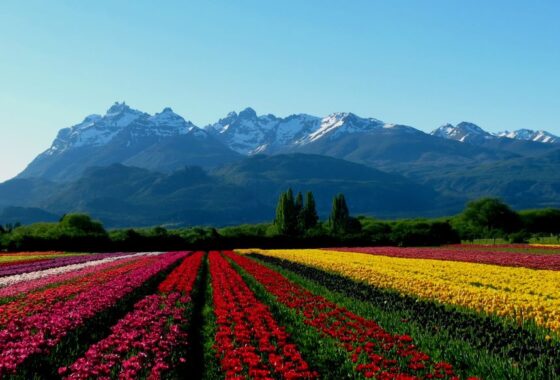 A field of colorful tulips with mountains in the background.