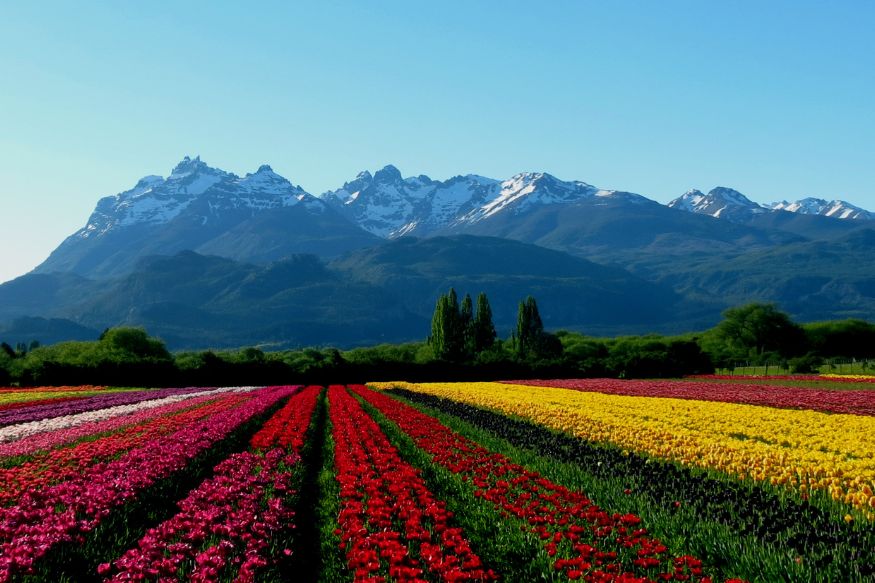 A field of colorful tulips with mountains in the background.