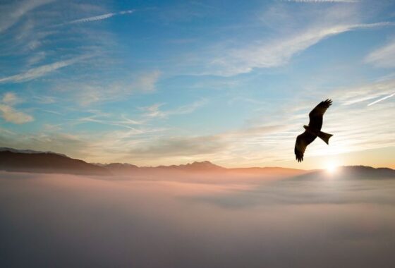 A bird soars above the mist on a sunny morning, mountains visible in the background.