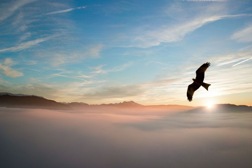 A bird soars above the mist on a sunny morning, mountains visible in the background.