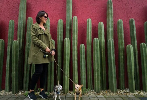 A woman with two dogs in front of a cactus wall.