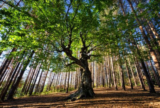 A lone tree in the middle of a forest.