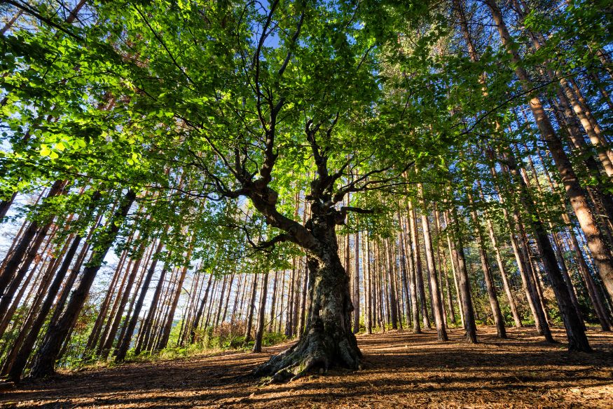 A lone tree in the middle of a forest.