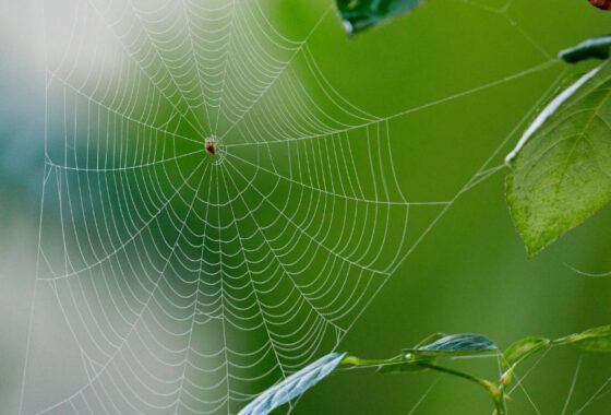 A spider is sitting on a spider web