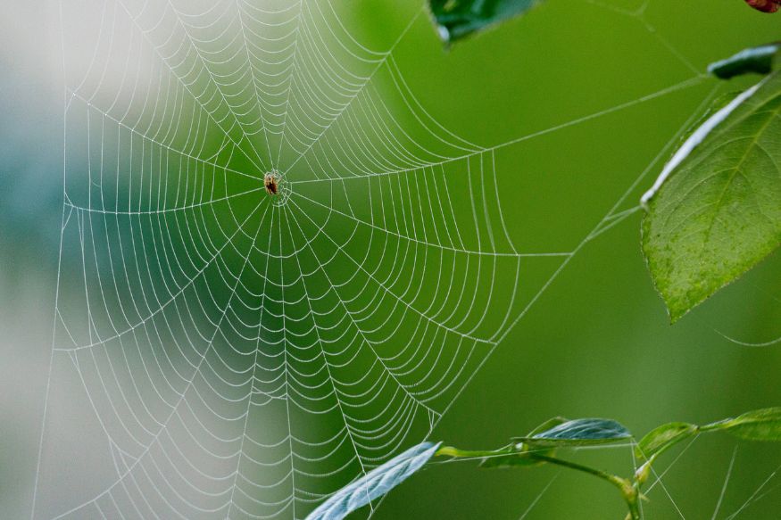 A spider is sitting on a spider web
