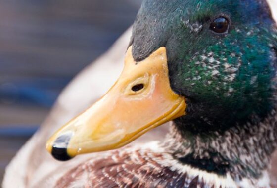 A close-up of a duck's head as it swims on a body of water.