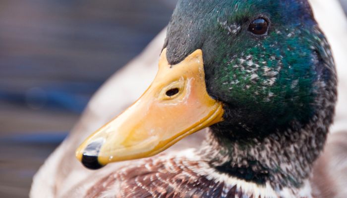 A close-up of a duck's head as it swims on a body of water.