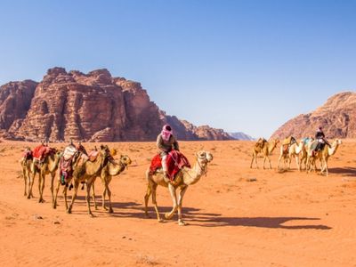 A group of camels in the desert.