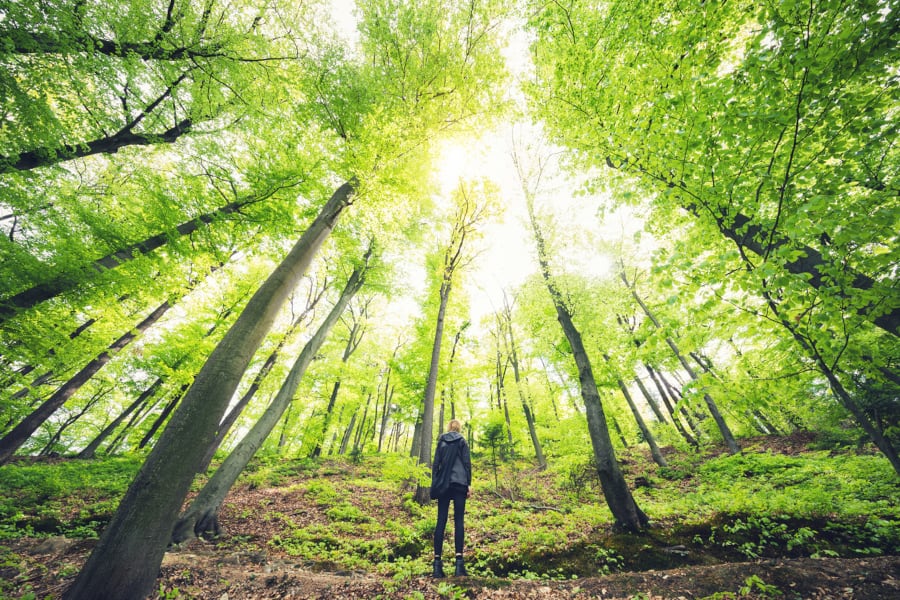 A low-angle shot of a hiker in a forest, surrounded by tall trees and looking up at them. SunSystems implementation page image.