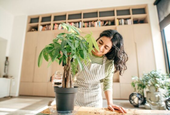 A woman in an apron is watering a potted plant in her home.