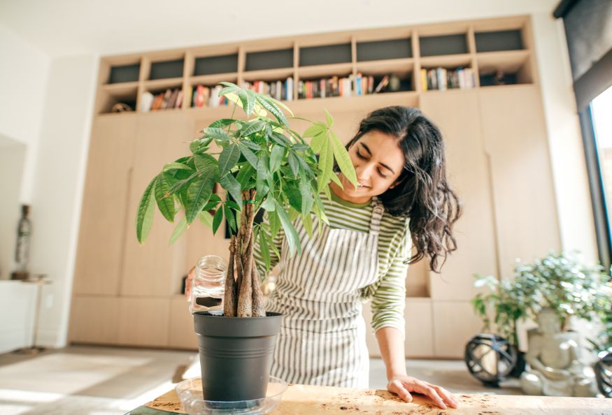 A woman in an apron is watering a potted plant in her home.