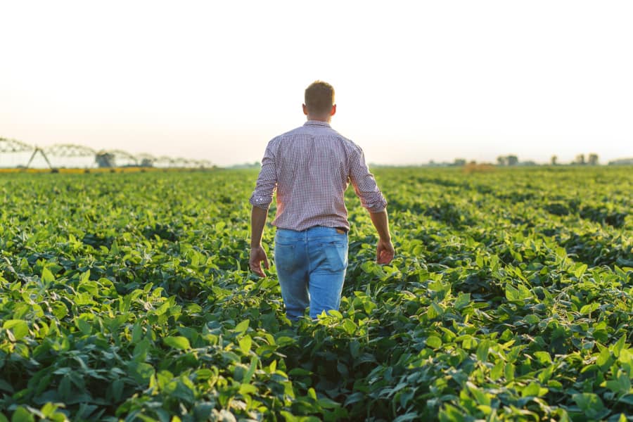 A man walking through a field of soybeans.