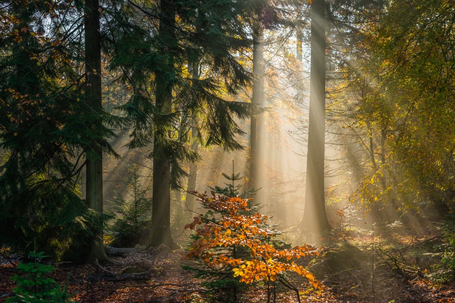 A forest in autumn, rays of sunlight bursting through the foliage and tree trunks.