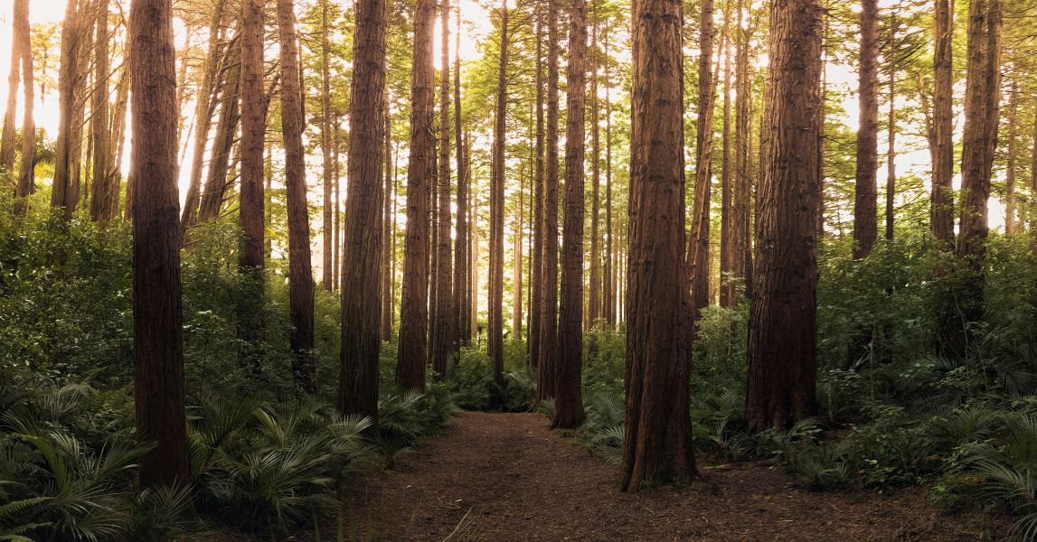 A path through a wooded area with tall trees.