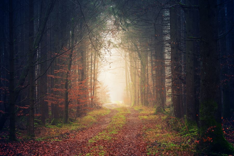 A dirt road in a forest with sunlight shining through it.