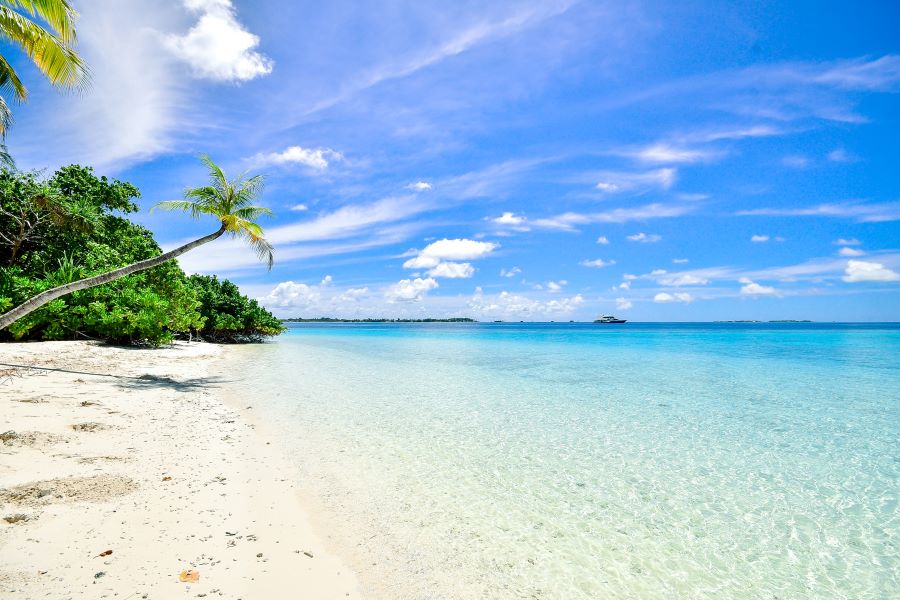 A tropical beach with palm trees and clear blue water.