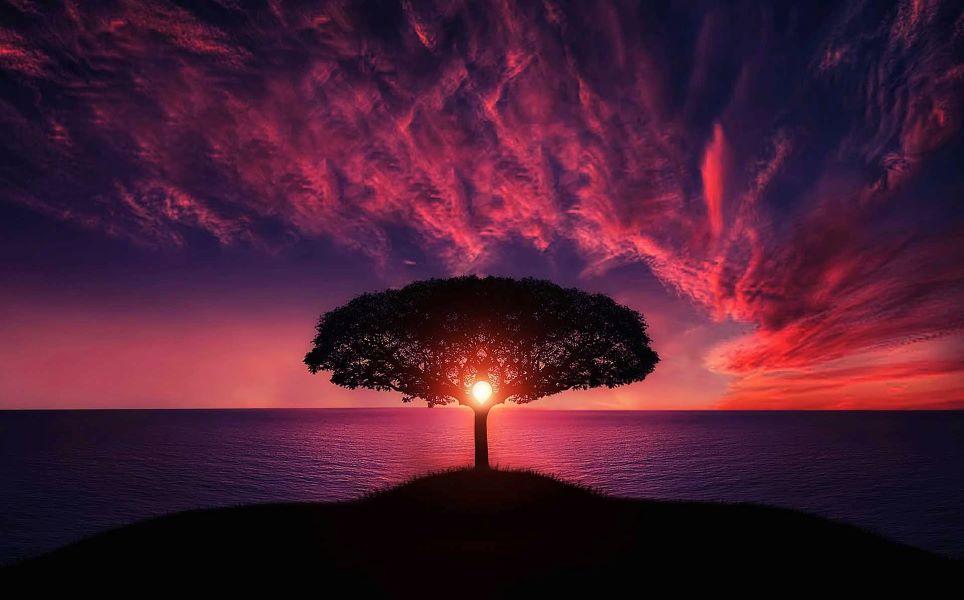 A lone tree on top of a hill with a sunset behind it.