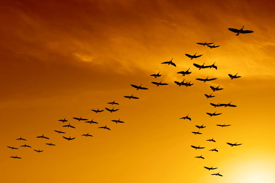 A flock of birds flying in the sky.