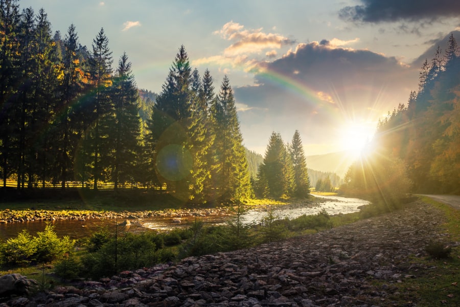 A shot of a sunlit countryside scene including tall trees and a stream winding its way past the camera.