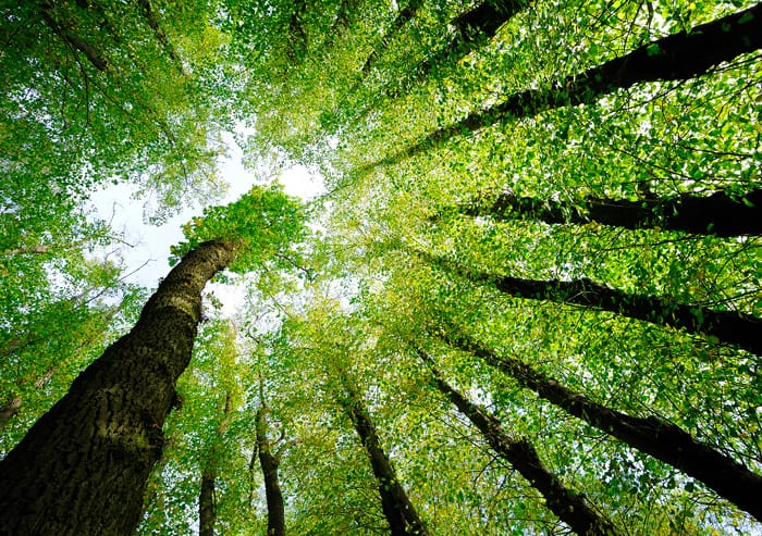 Looking up at the trees in a forest.