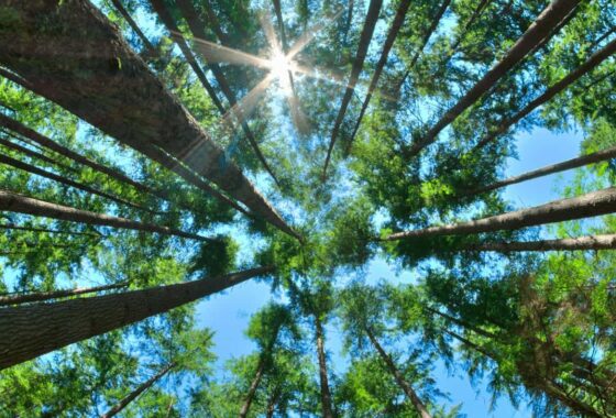 Looking upwards in a forest, tree trunks stretching away from the camera until they reach the green forest canopy and blue sky.