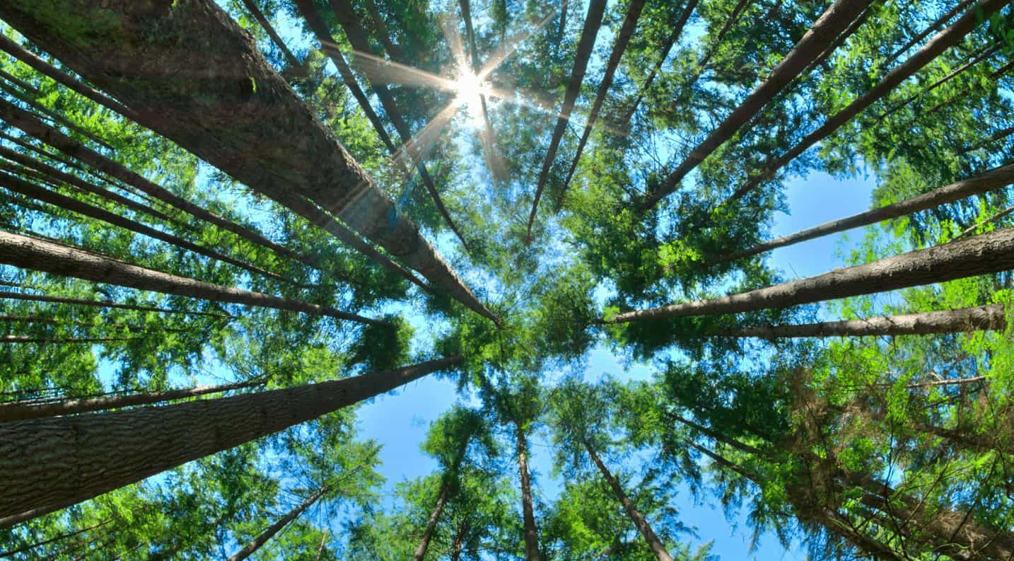 Looking upwards in a forest, tree trunks stretching away from the camera until they reach the green forest canopy and blue sky.