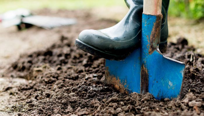 A blue shovel with a wooden handle being pushed into the ground by a foot wearing a wellington boot.